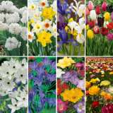 Page 58 Spring Bulb Specialty Collections