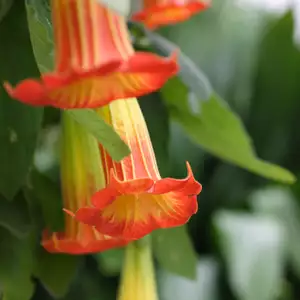 Brugmansia Growing Guide Brugmansia Sanguinea Orange Pplbrusor - Garden Express Australia