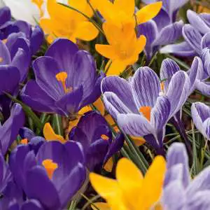 Crocus Mixed Pkcromxd - Garden Express Australia