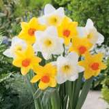 Daffodil Fortune Ice Follies Blend 15 - Garden Express Australia