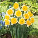 Daffodil Gabriel Klieberg Pkdafgkl - Garden Express Australia