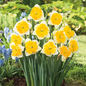 Daffodil Gabriel Klieberg Pkdafgkl - Garden Express Australia