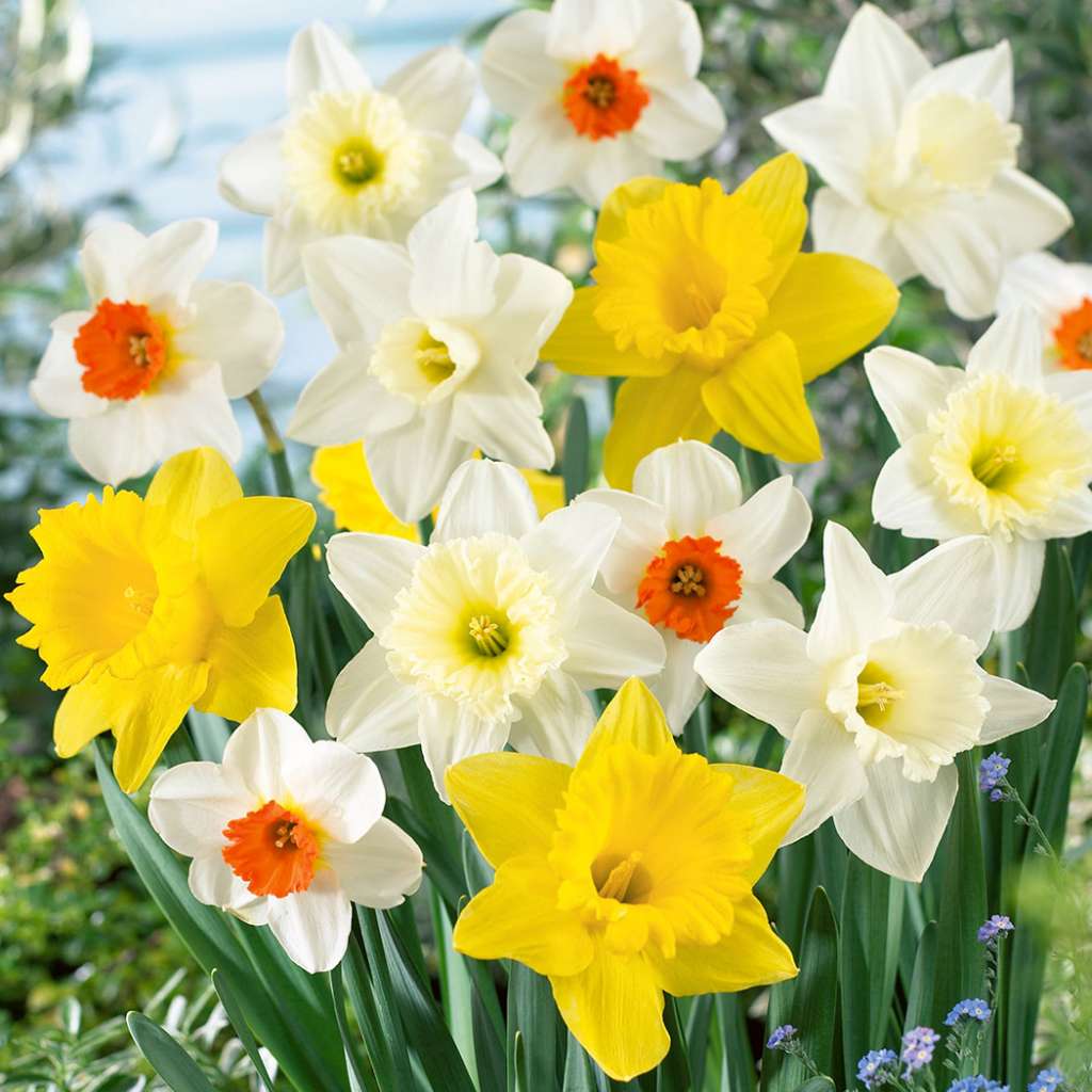 Daffodil Mixed Garden Express