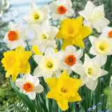 Daffodil Premium Mixed Pkdafpmx - Garden Express Australia