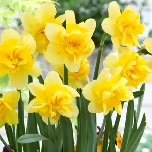 Daffodil Safina