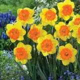 Daffodil Sunlover Pkdafsun - Garden Express Australia