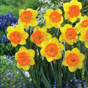 daffodil sunlover pkdafsun