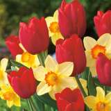 Daffodil Tulip Blend Coldatubl - Garden Express Australia