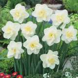 Daffodil White Lion Pkdafwli - Garden Express Australia