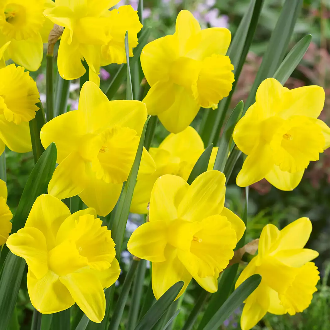 Daffodil Yellow Trumpet – Pre-Order Daffodil Yellow Trumpet – Pre-Order