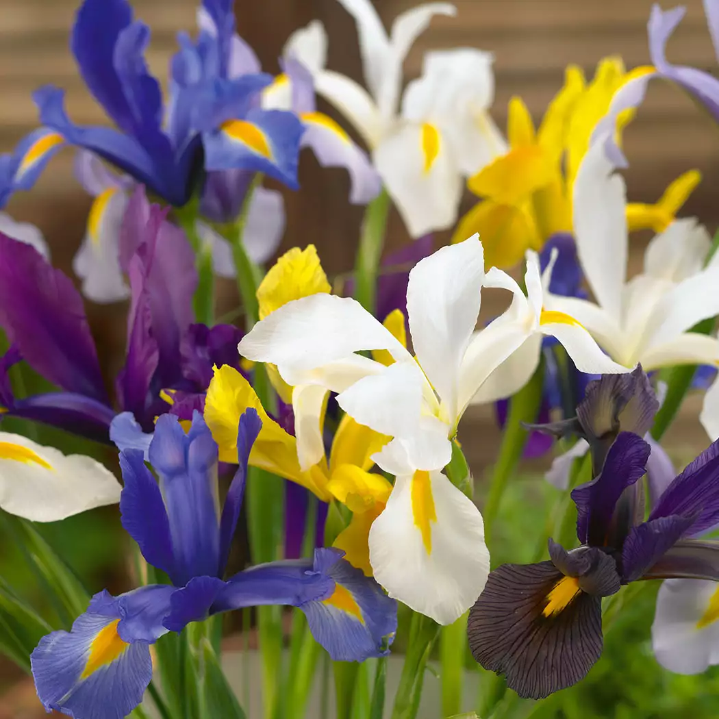 Dutch Iris Mixed – Pre-Order