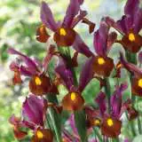 Dutch Iris Red Ember Dutch Iris Red Ember