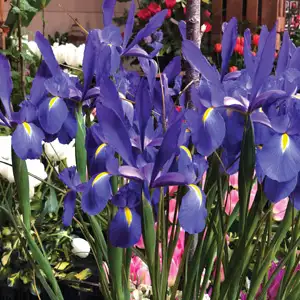 Top 10 Bulbs To Plant In Spring Dutch Iris Telstar Pkdirtel - Garden Express Australia