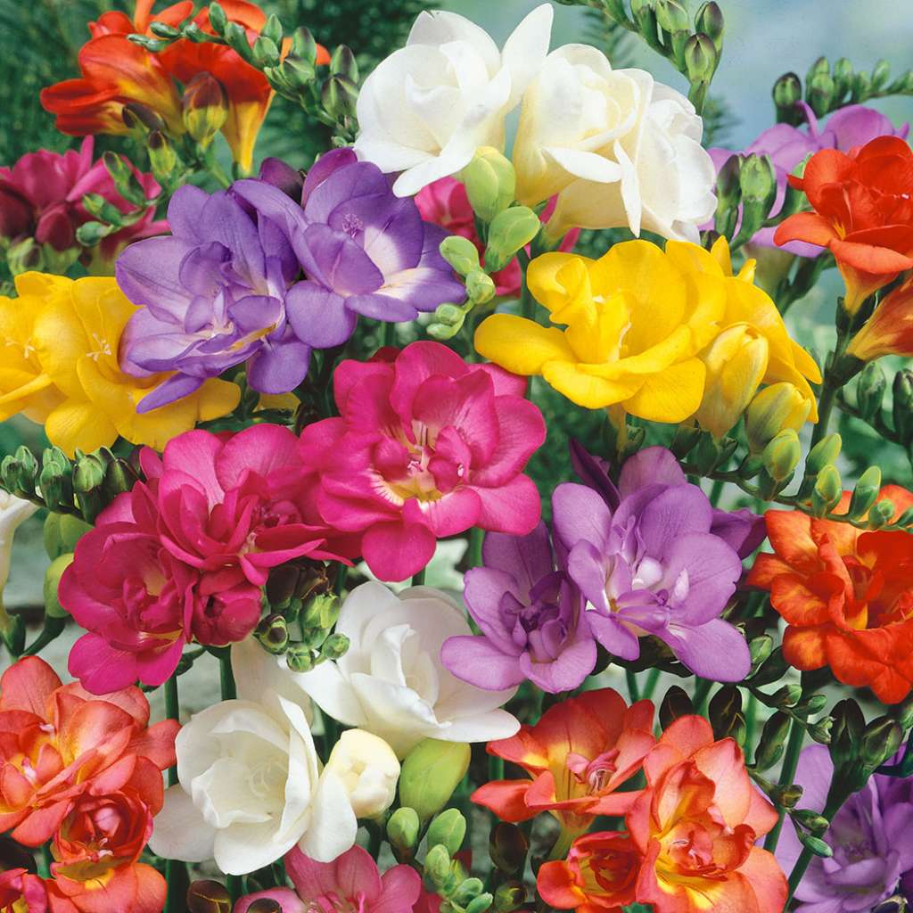 FREESIA DOUBLE MIXED Garden Express