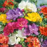 Freesia Double Mixed Freesia Double Mixed