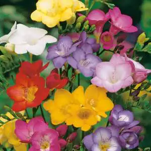 Top 10 Bulbs To Plant In Spring Freesia Hadeco Mixed Pkfrehmx - Garden Express Australia