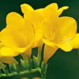 Freesia Giant Santana Freesia Giant Santana