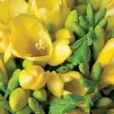 Freesia Giant Santana Freesia Giant Santana