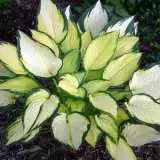 Hosta Orange Marmalade Pplhosoma - Garden Express Australia