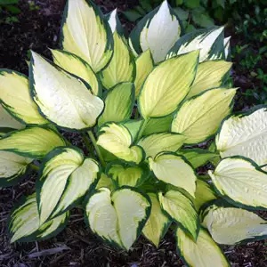 Hosta Orange Marmalade