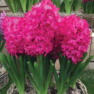 Hyacinth Jan Boss Pkhyajbo 2019 - Garden Express Australia