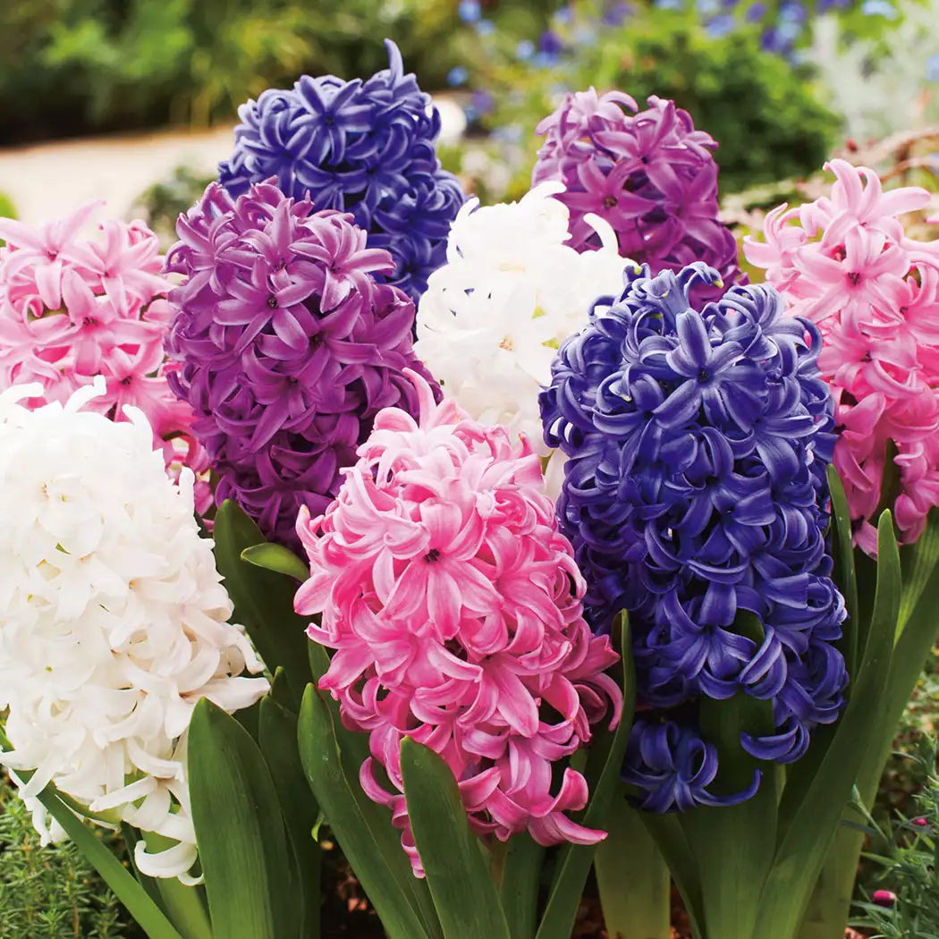 Hyacinth Mixed 5 Pack Hyacinth Mixed 5 Pack