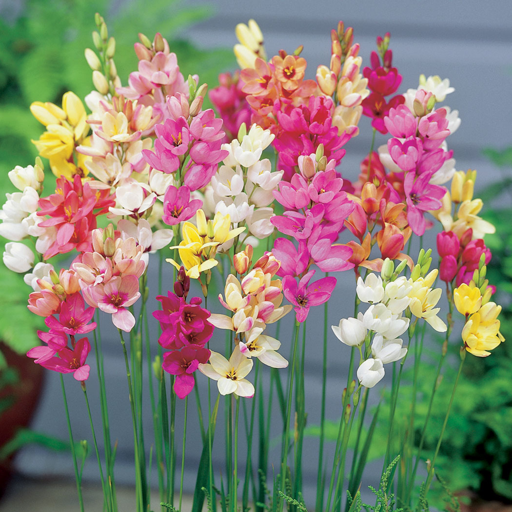 IXIA MIXED Garden Express