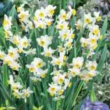 Jonquil Chinese Sacred Lily Pkjonsdo - Garden Express Australia