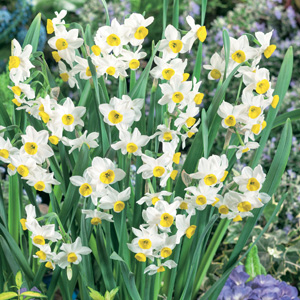 Jonquil Chinese Sacred Lily