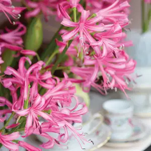Amorphophallus Konjac Growing Guide Nerine Pink Pknerpin - Garden Express Australia