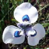 Peacock Iris Pkpeairi - Garden Express Australia