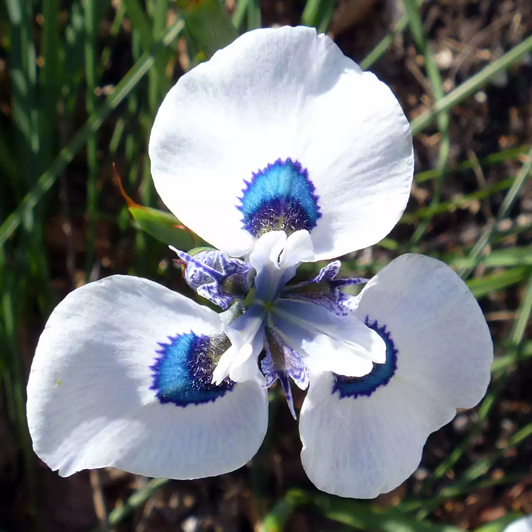 Best Bulbs To Plant In Autumn