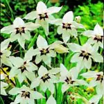 Peacock Orchid Growing Guide Peacock Orchid - Garden Express Australia