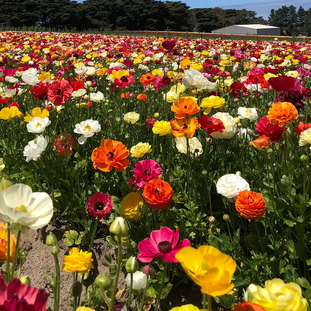 Planting Stock Ranunculi Mixed