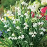 Snowflakes – Pre-Order Snowflakes – Pre-Order