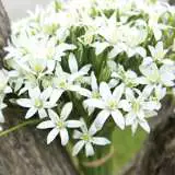 Star Of Bethlehem Star Of Bethlehem
