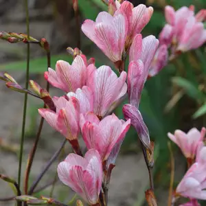 Solomons Seal Growing Guide Tritonia Pink Pktripin 2019 - Garden Express Australia