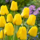 Tulip Golden Parade Pktulgpa 2020 - Garden Express Australia