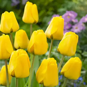Tulip Golden Parade