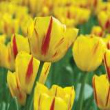 Tulip La Courtine Pktullco - Garden Express Australia