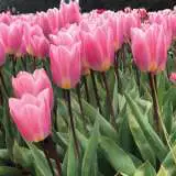 Tulip Light Dreamy Pktullad - Garden Express Australia