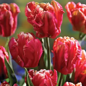 Tulip Parrot Collection Tulip Parrot Collection