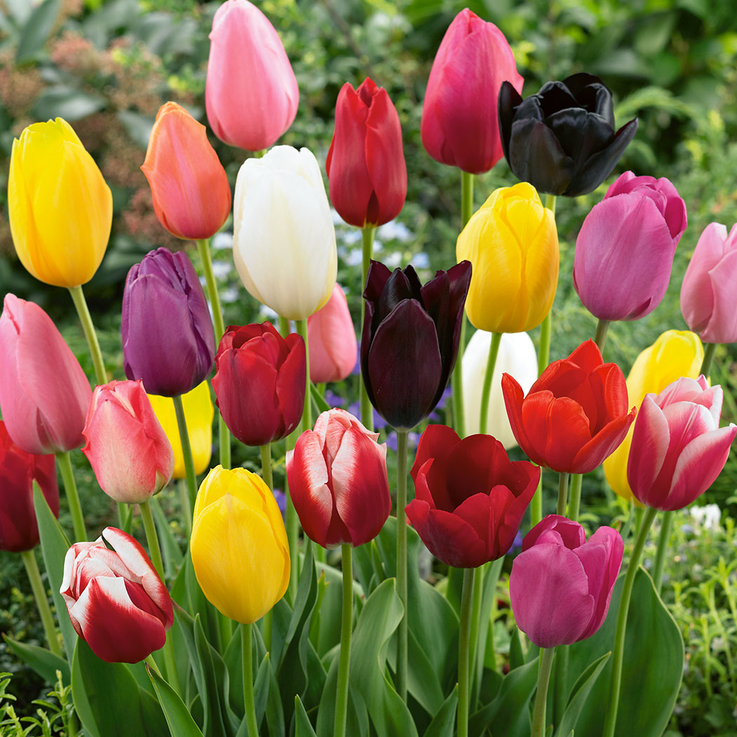 Choosing Between Common Types Of Tulips