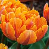 Tulip Orange Princess Pktulopr 1 - Garden Express Australia