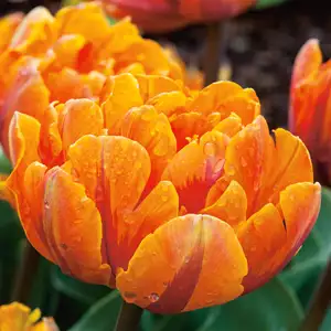 Tulip Growing Guide Tulip Orange Princess Pktulopr - Garden Express Australia