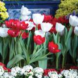 Tulip Red White Blend Pktulrwb 2020 - Garden Express Australia
