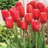 Tulip Sky High Scarlet Pktulshs 1 - Garden Express Australia