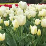 Tulip Snowboard Pktulsno - Garden Express Australia