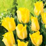 tulip yellow sun pktulysu