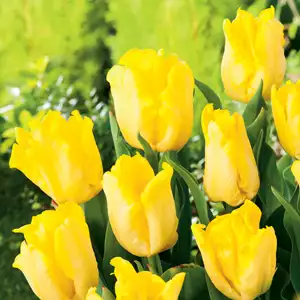 Tulip Yellow Sun Tulip Yellow Sun